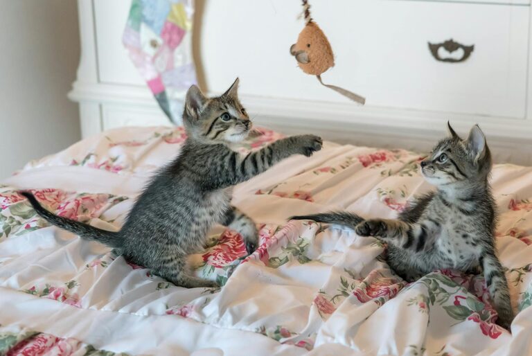 Creating a Cozy Pet-Friendly Home Corner Your Pets Will Love